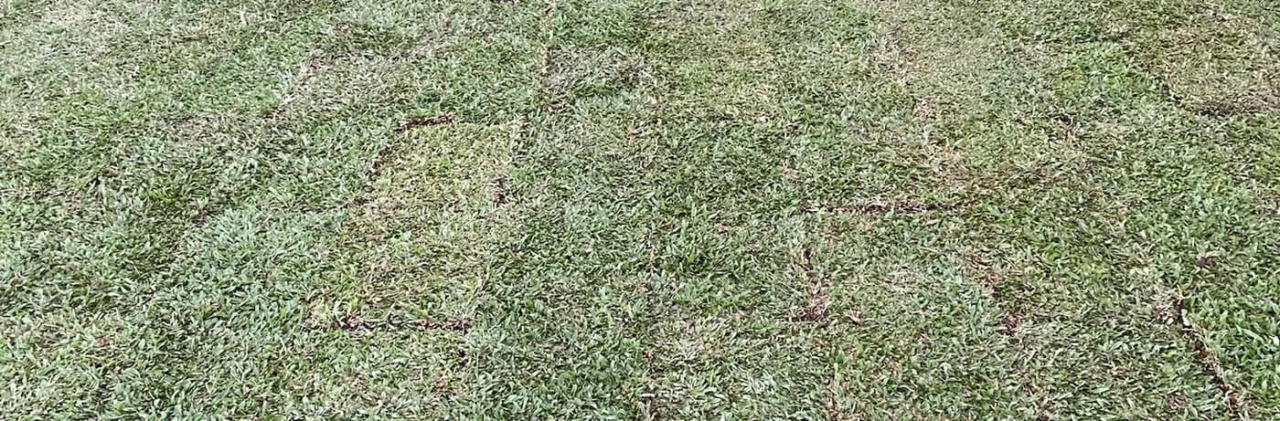 Freshly laid turf, the joins between the slabs still visible